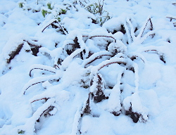 27 / 28 december 2014 eerste
                                  sneeuw in De Voortuin Bennekom 
