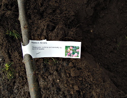 De te planten boom door de wethouder;
                          Prunus d. Victoria 
