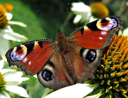 Vlinders in De Voortuin Bennekom